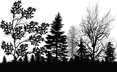 Kara orman manzarası