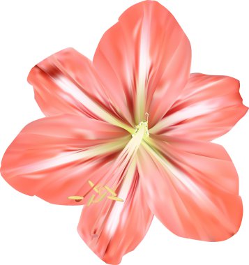 pembe amaryllis çiçek