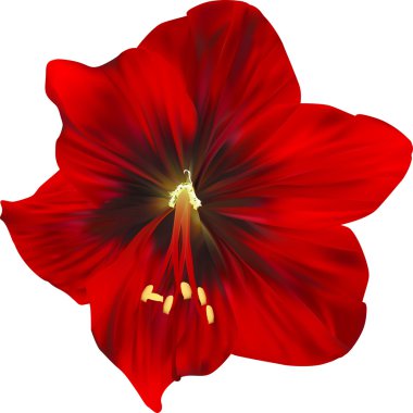 Kırmızı amaryllis çiçek