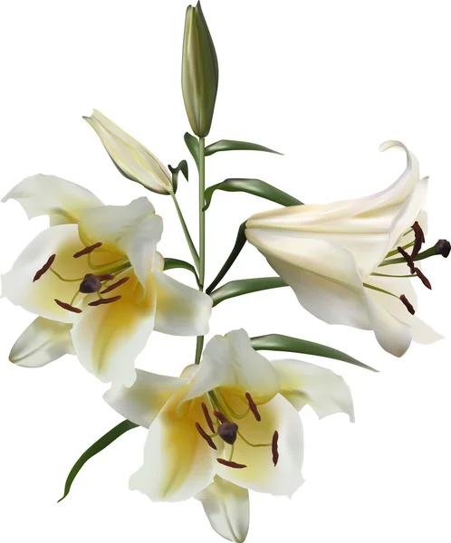 Lichte lily bloemen — Stockvector