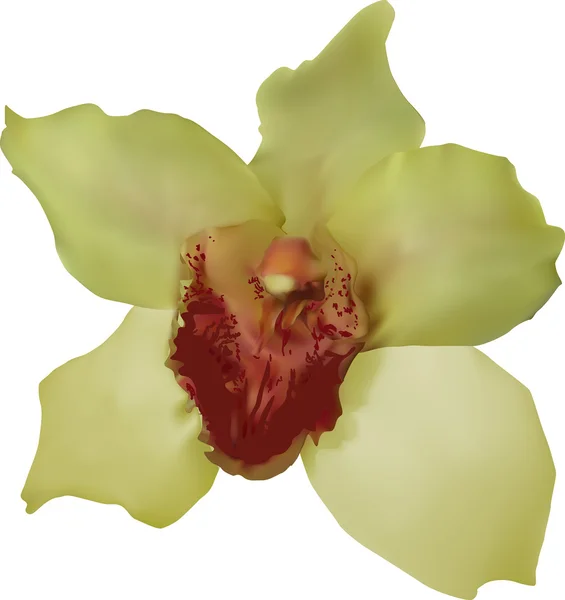 Gelbe und rote Orchidee — Stockvektor