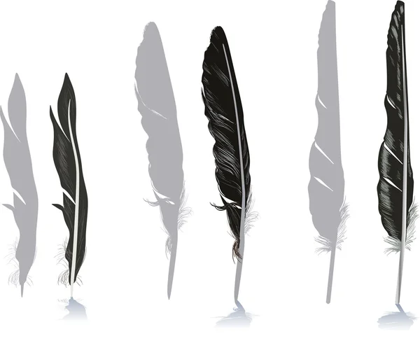 Grey and black feathers — Stock Vector