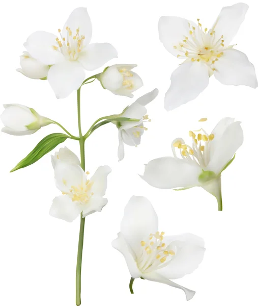 White jasmin flowers — Stock Vector