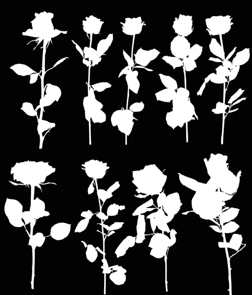 白バラの花 — ストックベクタ