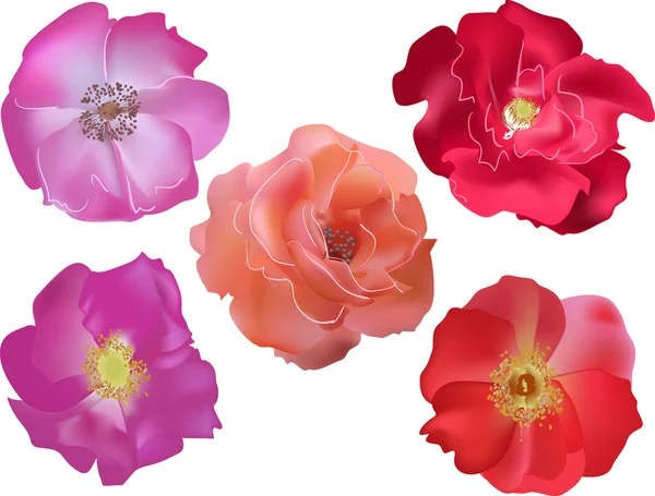 Rosas coloridas flores — Archivo Imágenes Vectoriales