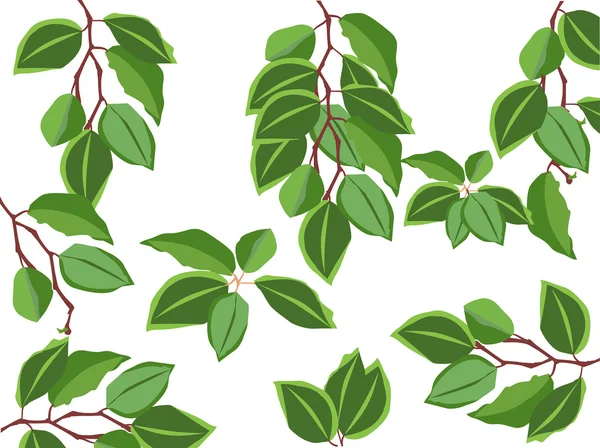 Ramas verdes con hojas — Vector de stock