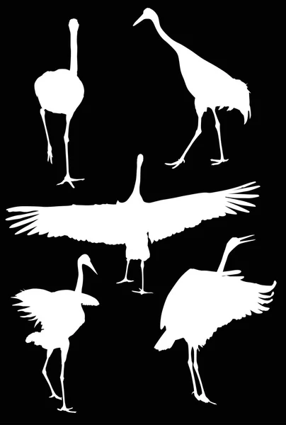 Five white cranes — Stock Vector