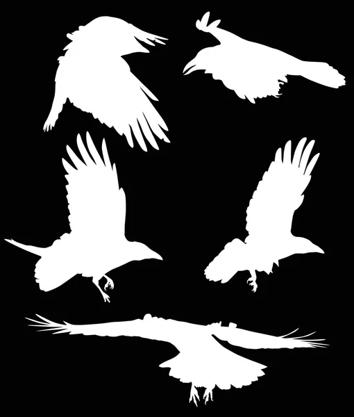 Siluetas de cuervos blancos — Vector de stock