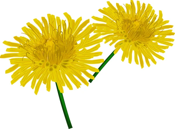 Two yellow dandelions — Stock Vector