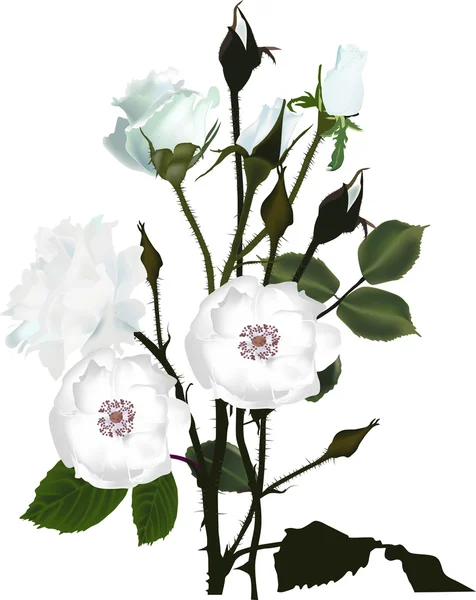 光のバラの花束 — ストックベクタ