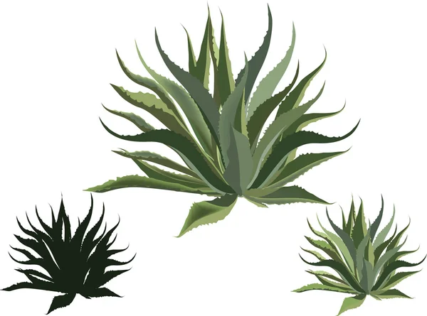 Agave folhas verdes — Vetor de Stock