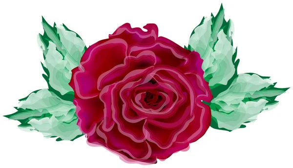 Rosa roja oscura — Vector de stock