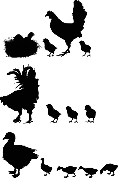Yeni doğan tavuk ve kuşlar siluetleri — Stok Vektör