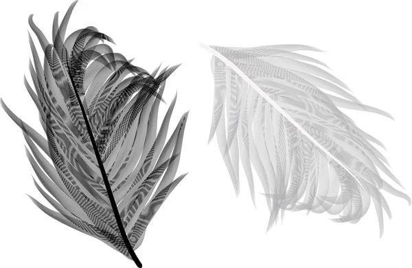 Dos plumas ligeras — Vector de stock