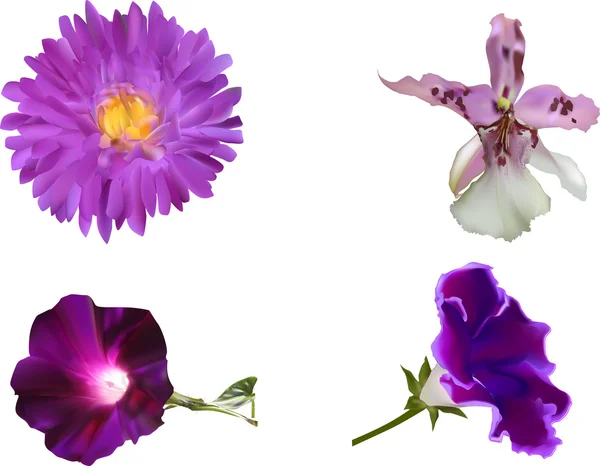 Conjunto de flores violetas — Vector de stock