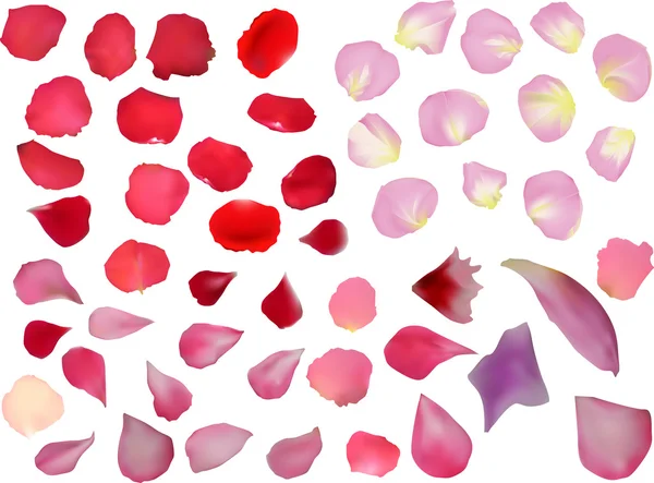 Pétales de roses rouges et roses — Image vectorielle