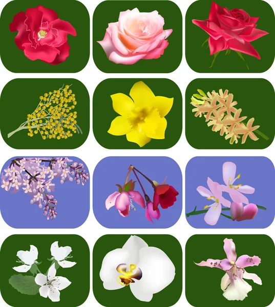 Set of flowers collection — Stock Vector