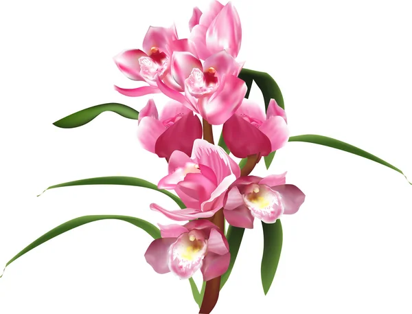 Rosa Orchideen mit Blättern — Stockvektor