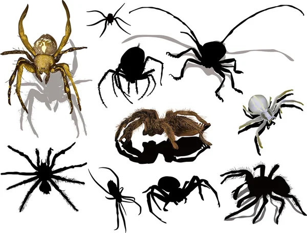 Araignées noires et brunes — Image vectorielle