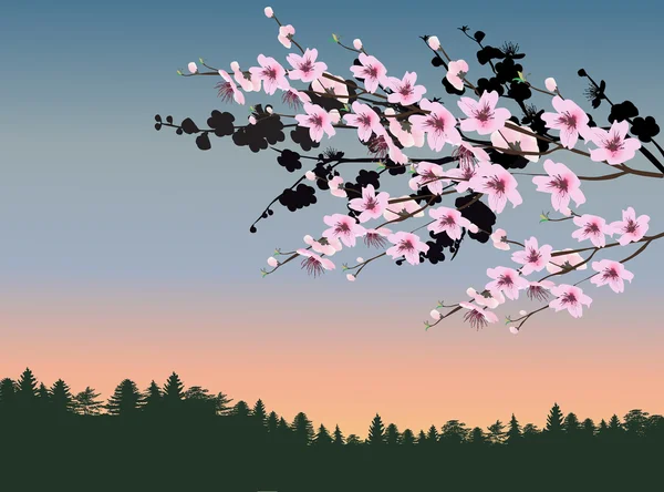 Fleurs de cerisier — Image vectorielle