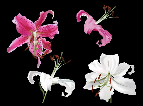 Розовые и белые лилии — стоковый вектор