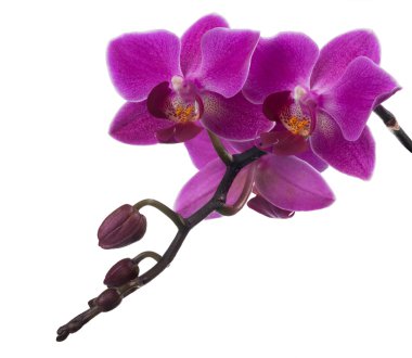 koyu pembe orkide çiçekler