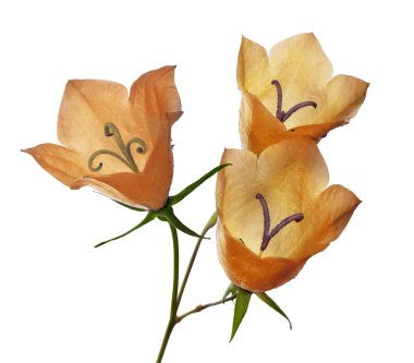 Turuncu çan çiçeği çiçek