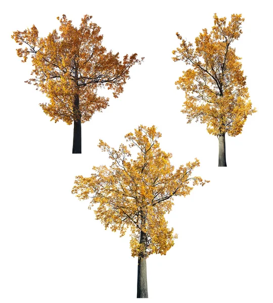 Golden fall oaks — Stock Photo, Image