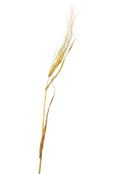 干耳的大麦 — 图库照片