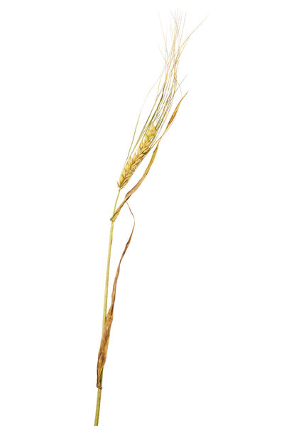 dry ear of barley