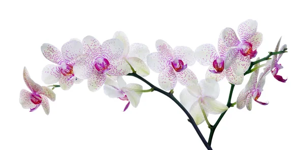 Orchid flowers in pink spots — Stock Photo, Image