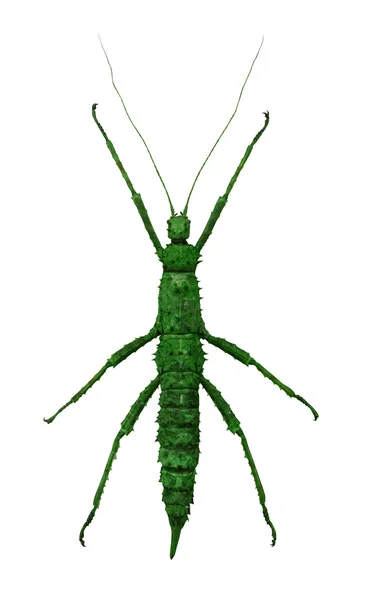 Gröna pinnen insekt — Stockfoto