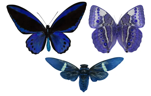 Blaue und schwarze Schmetterlinge — Stockfoto
