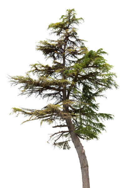single fir tree
