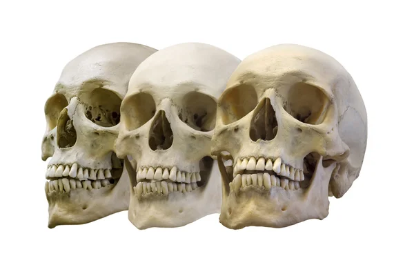 Tres cráneos humanos — Foto de Stock