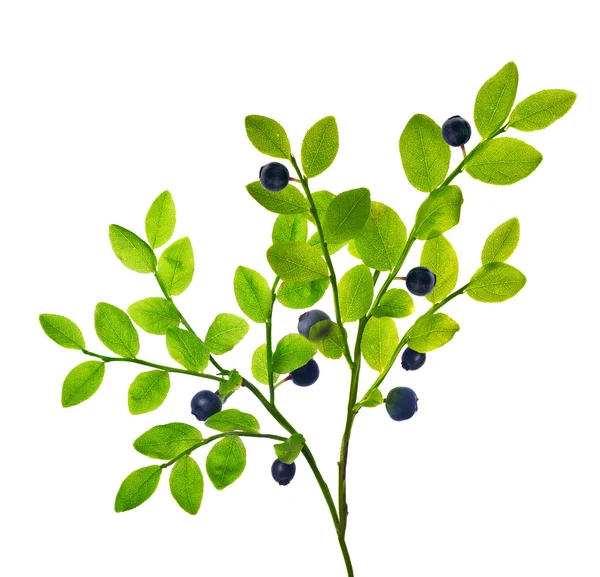 Large branch with blueberries — Stock Photo, Image