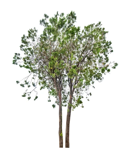 Albero verde delle arborvitae — Foto Stock