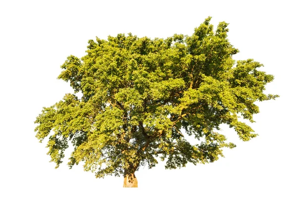 Yeşil meşe ağacı — Stok fotoğraf