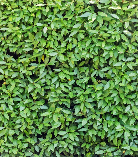 Folhas de louro verde — Fotografia de Stock