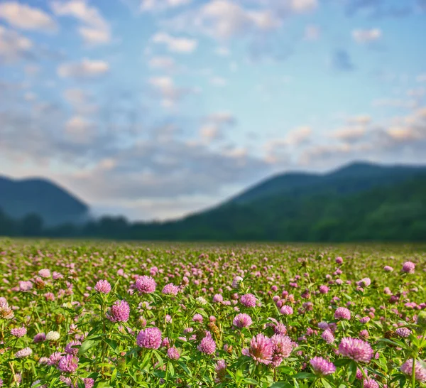 Roze klaver bloemen — Stockfoto