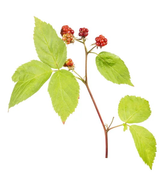 Moras inmaduras con hojas verdes — Foto de Stock