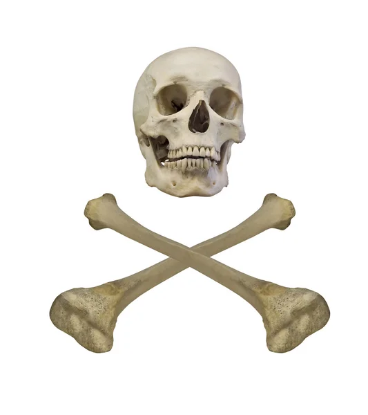 Insan kafatası ve kemikler — Stok fotoğraf