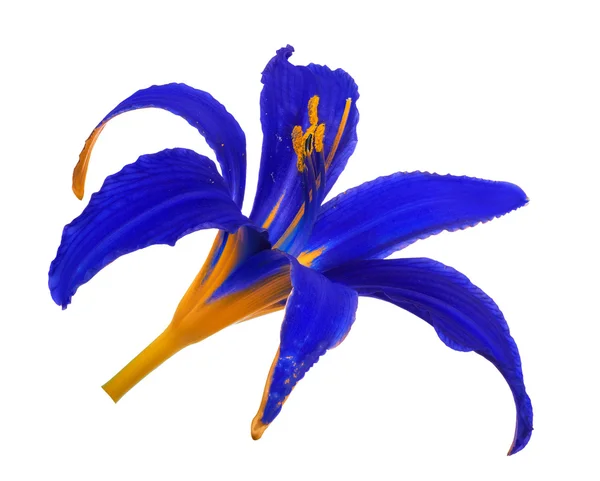 Giglio blu e giallo fioritura — Foto Stock