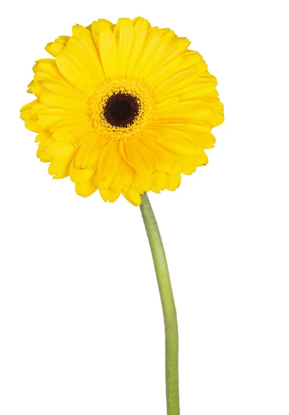 Fleur de gerbera jaune — Photo