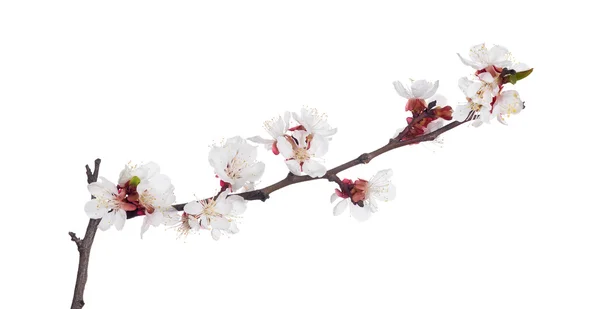 Cherry tree flowers — Stock Photo, Image