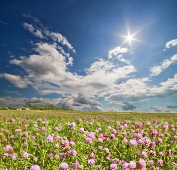 Clover blommor på ängen — Stockfoto