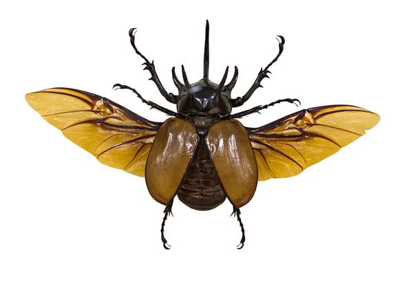 Flying rhinoceros beetle — Stock Photo, Image