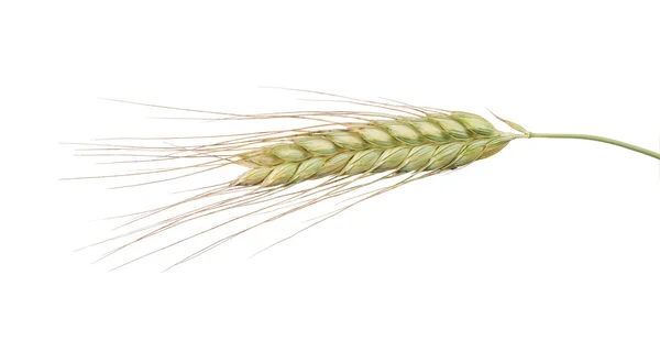 Одиночне вухо пшениці — стокове фото