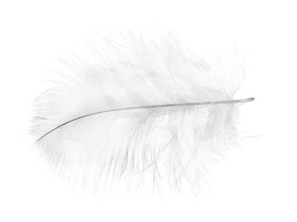 밝은 회색 깃털 — 스톡 사진