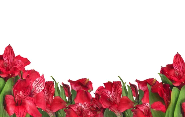 Rote Gartenblumen — Stockfoto